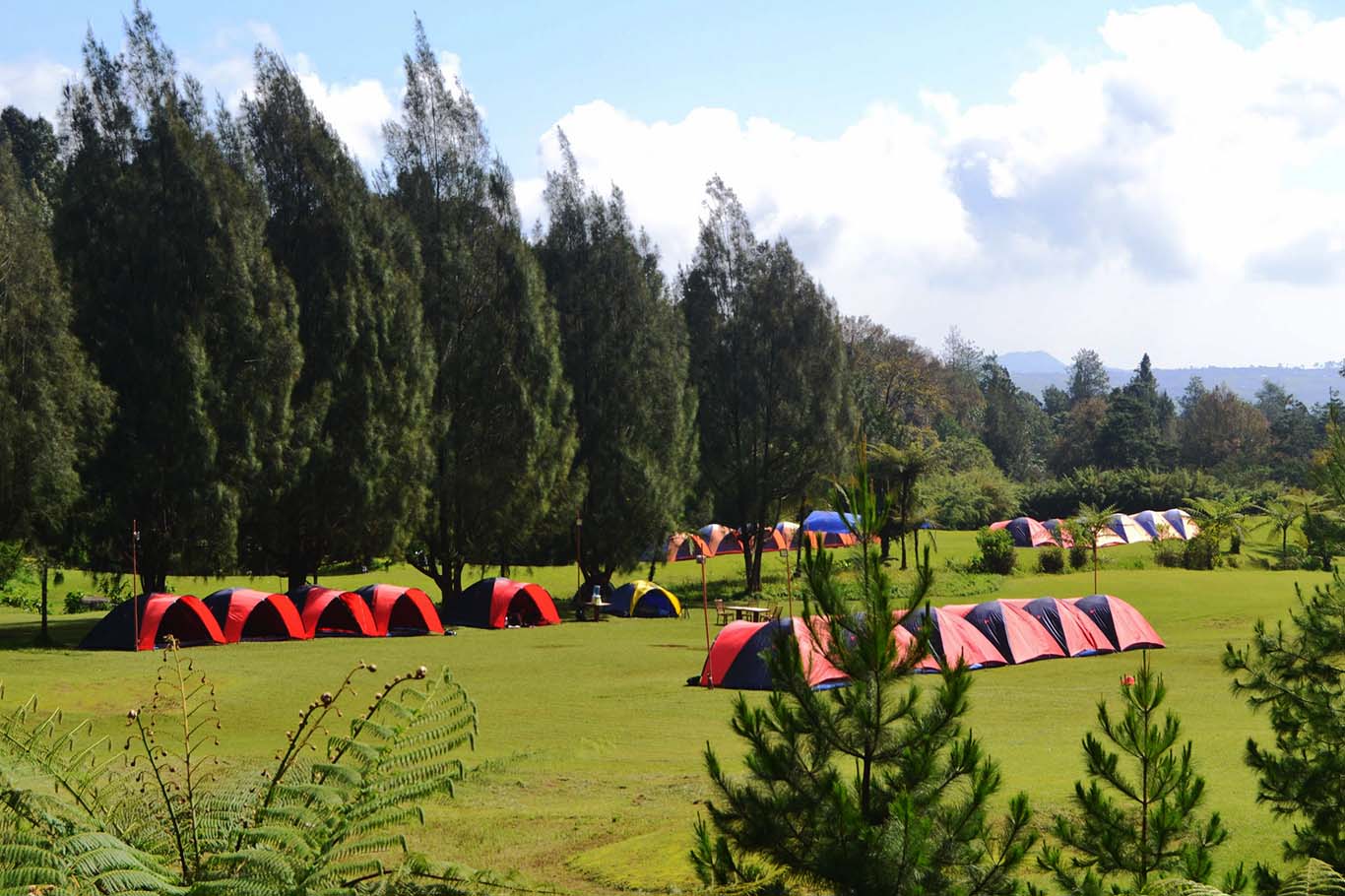 Mandalawangi Cibodas Camping Ground, Tempat Kemah Dekat Gunung Pangrango