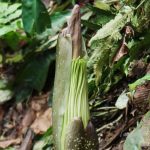 Bunga Bangkai Raksasa Diprediksi Mekar di Kebun Raya Bogor, Fenomena Langka Setelah 12 Tahun