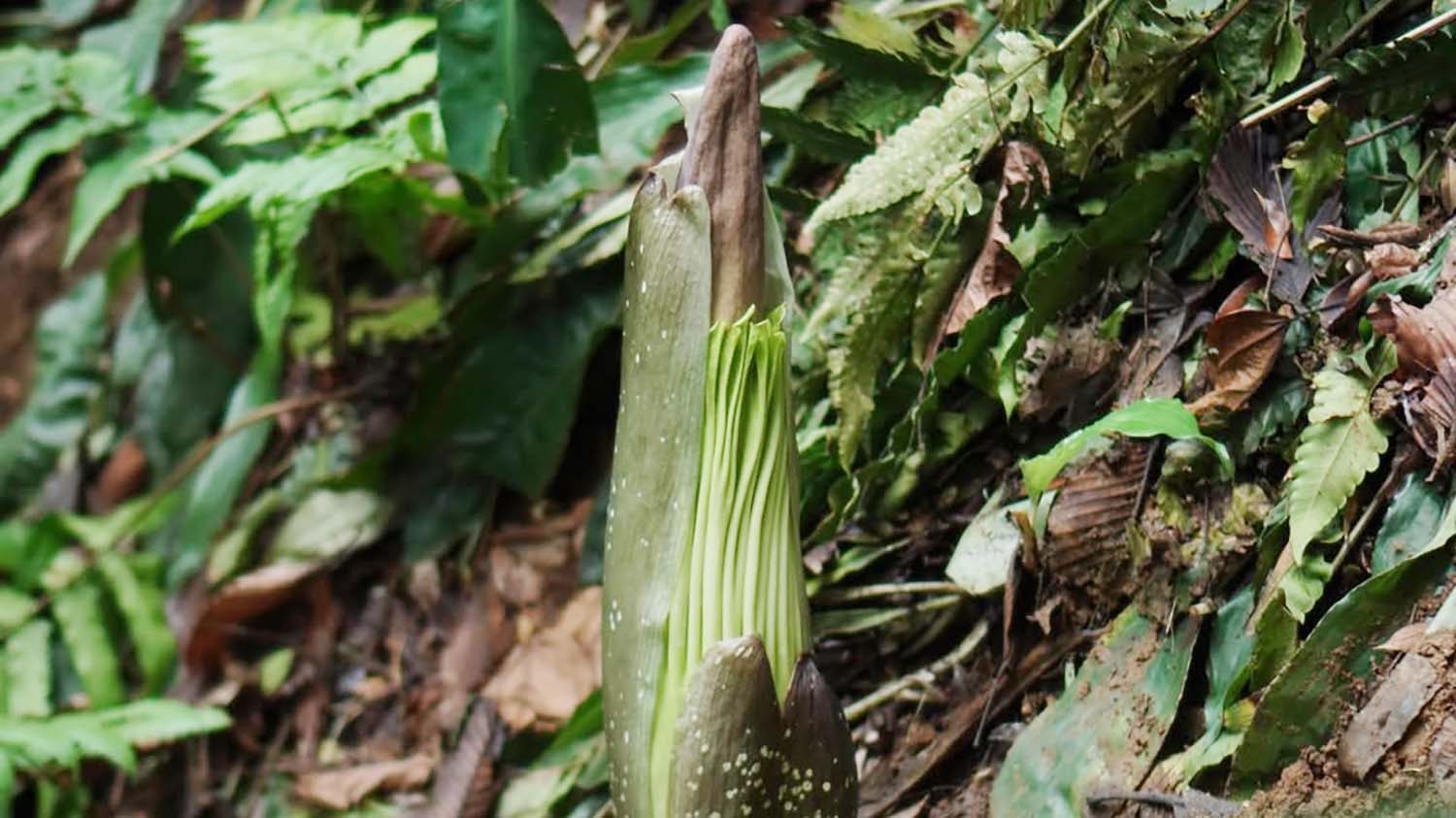 Bunga Bangkai Raksasa Diprediksi Mekar di Kebun Raya Bogor, Fenomena Langka Setelah 12 Tahun