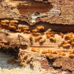 Cara Membasmi Rayap Secara Efektif dan Tuntas