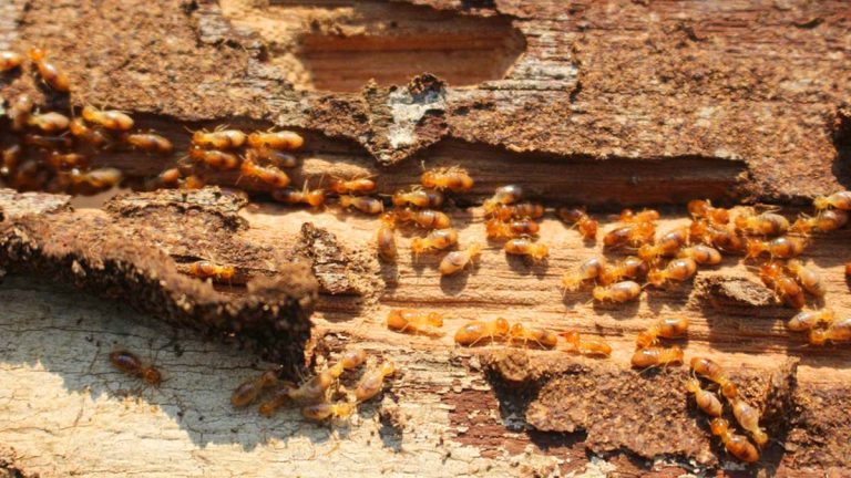 Cara Membasmi Rayap Secara Efektif dan Tuntas