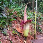 Momen Langka di Kebun Raya Bogor, Bunga Bangkai Mekar Setelah 12 Tahun