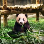 Rio Resmi Sapa Pengunjung di Istana Panda, Ini Jadwal dan Fakta yang Perlu Zoners Tahu