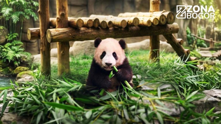 Rio Resmi Sapa Pengunjung di Istana Panda, Ini Jadwal dan Fakta yang Perlu Zoners Tahu