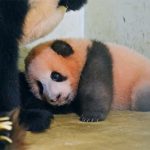 Sejarah Baru! Bayi Panda Rio Resmi Diperkenalkan di Taman Safari Bogor