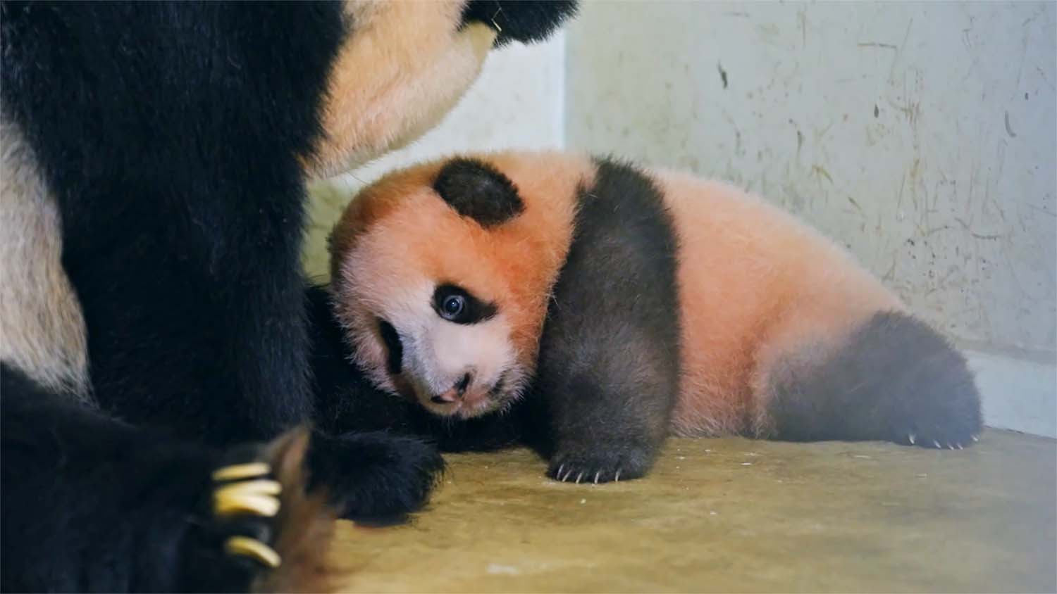 Sejarah Baru! Bayi Panda Rio Resmi Diperkenalkan di Taman Safari Bogor